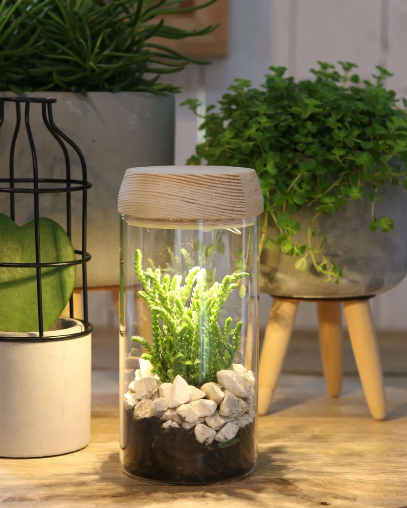 Glaszylinder mit LED im Holzdeckel | H: 18cm (1 Stück) [IFS-30180]