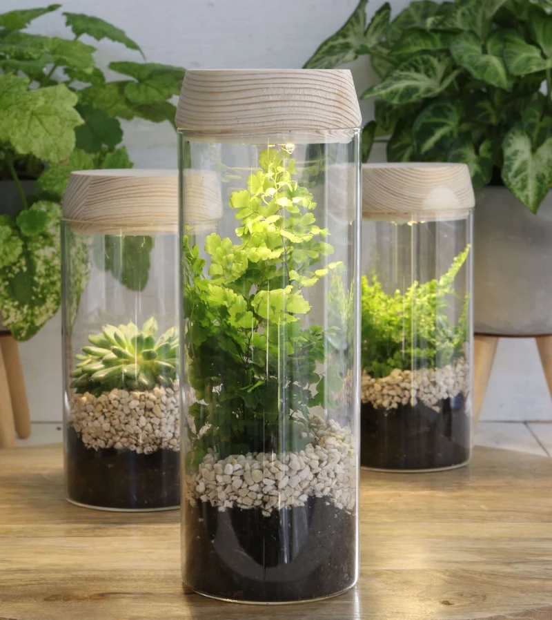 Glaszylinder mit LED im Holzdeckel | H: 18cm (1 Stück) [IFS-30180]