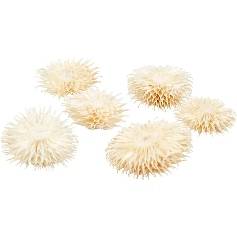 Getrocknete Blütenköpfe, D 3-5 cm, 6 Stk/ 1 Pck [HOB-50204]