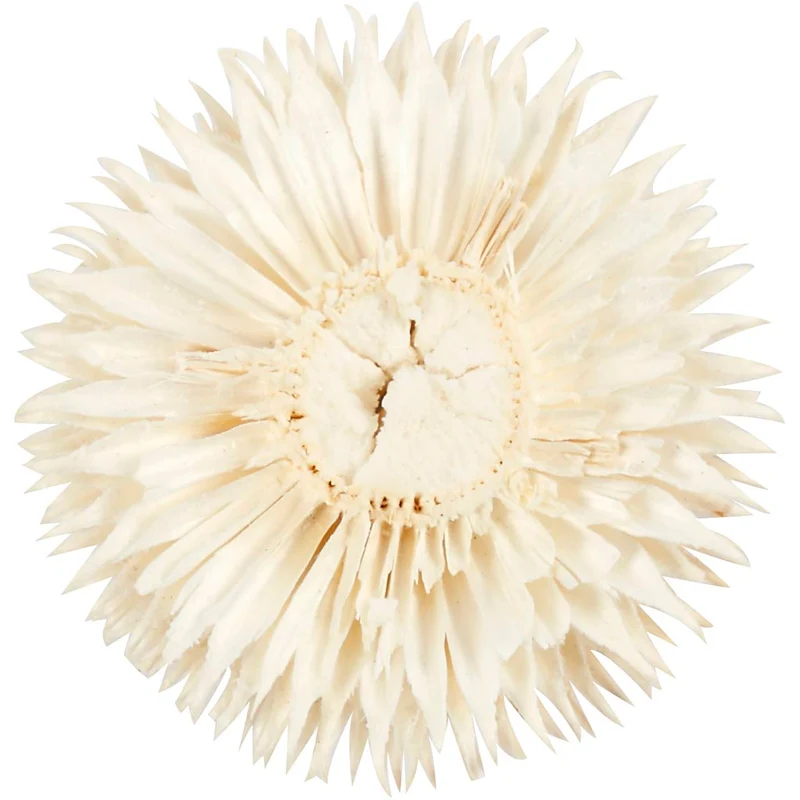 Getrocknete Blütenköpfe, D 3-5 cm, 6 Stk/ 1 Pck [HOB-50204]