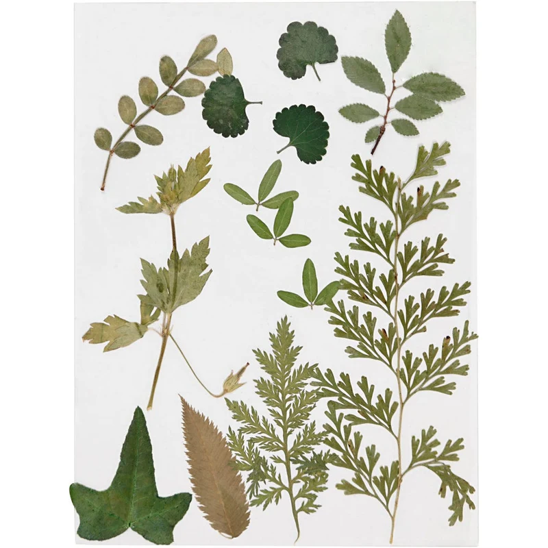 Gepresste Blüten und Blätter, Grün, 1Pck/ 1 Pck [HOB-504476]