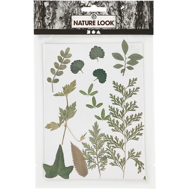 Gepresste Blüten und Blätter, Grün, 1Pck/ 1 Pck [HOB-504476]
