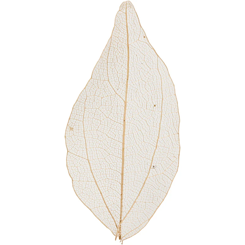 Laubblätter, L 4,5-8 cm, Natur, 20 Stk/ 1 Pck [HOB-504493]